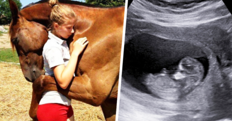 Horse Keeps Hugging Pregnant Woman – When Doctor Looks At Ultrasound He Calls The Police